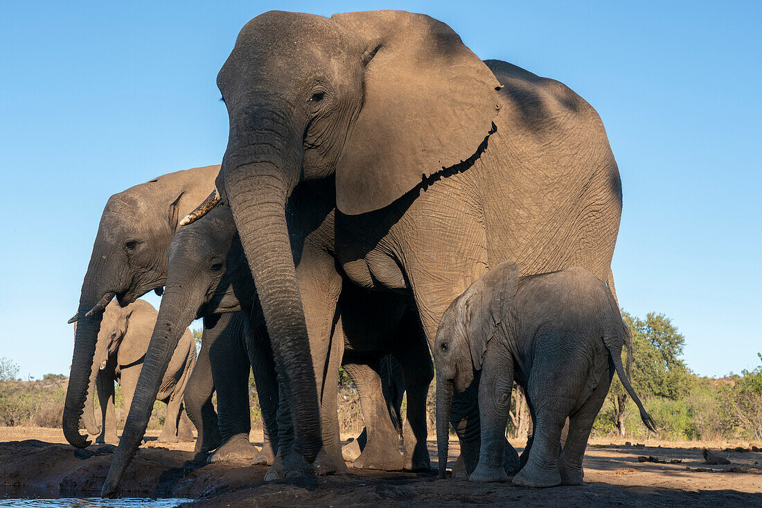 Afrikanische Elefanten (Loxodonta africana) beim Trinken am Wasserloch im Mashatu-Wildreservat, Botsuana.