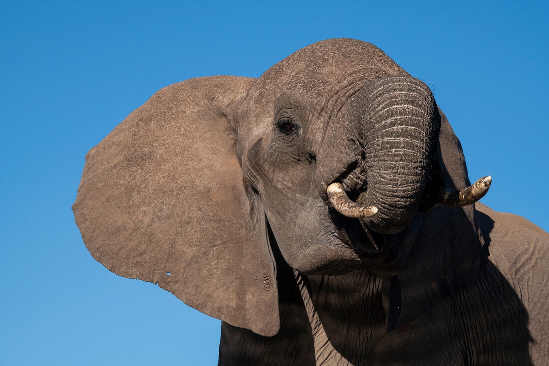 Close up portrait of an African elephant (Loxodonta africana),Mashatu Game Reserve,Botswana.