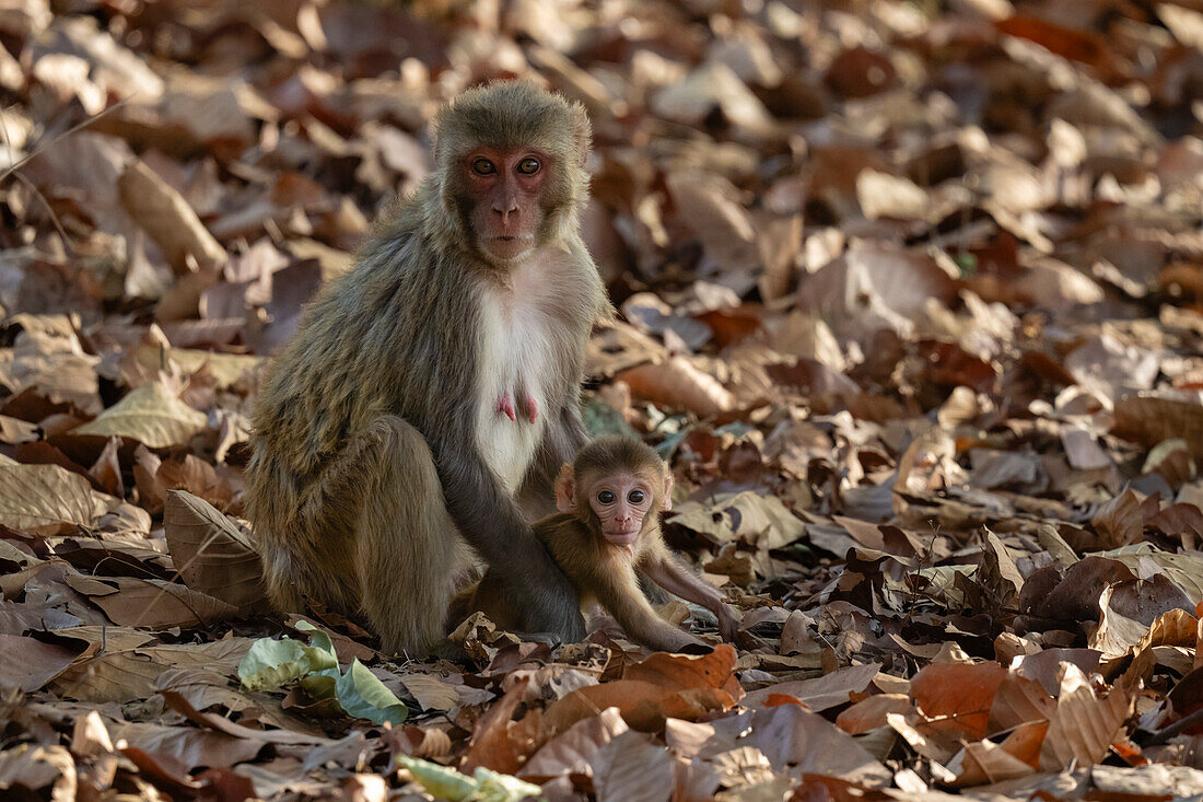 Rhesusaffen, Macaca mulatta, Bandhavgarh National Park, Indien.