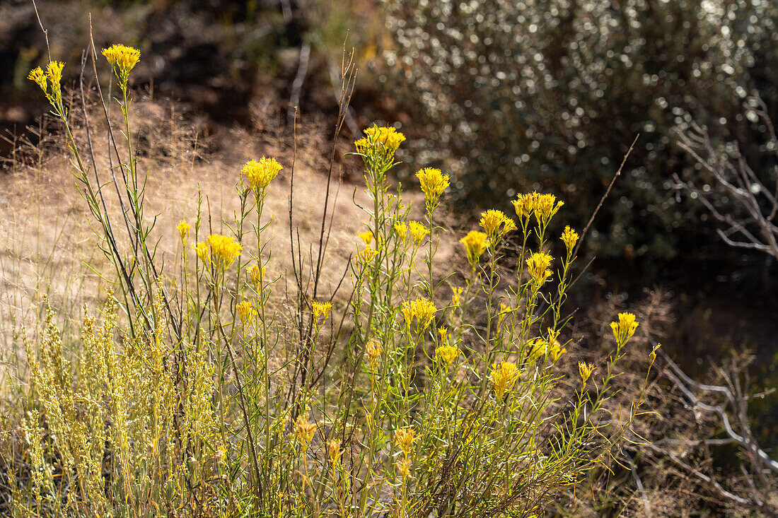 Rubber Rabbitbrush,Ericameria nauseosa,in bloom in autumn in Kodachrome Basin State Park in Utah.