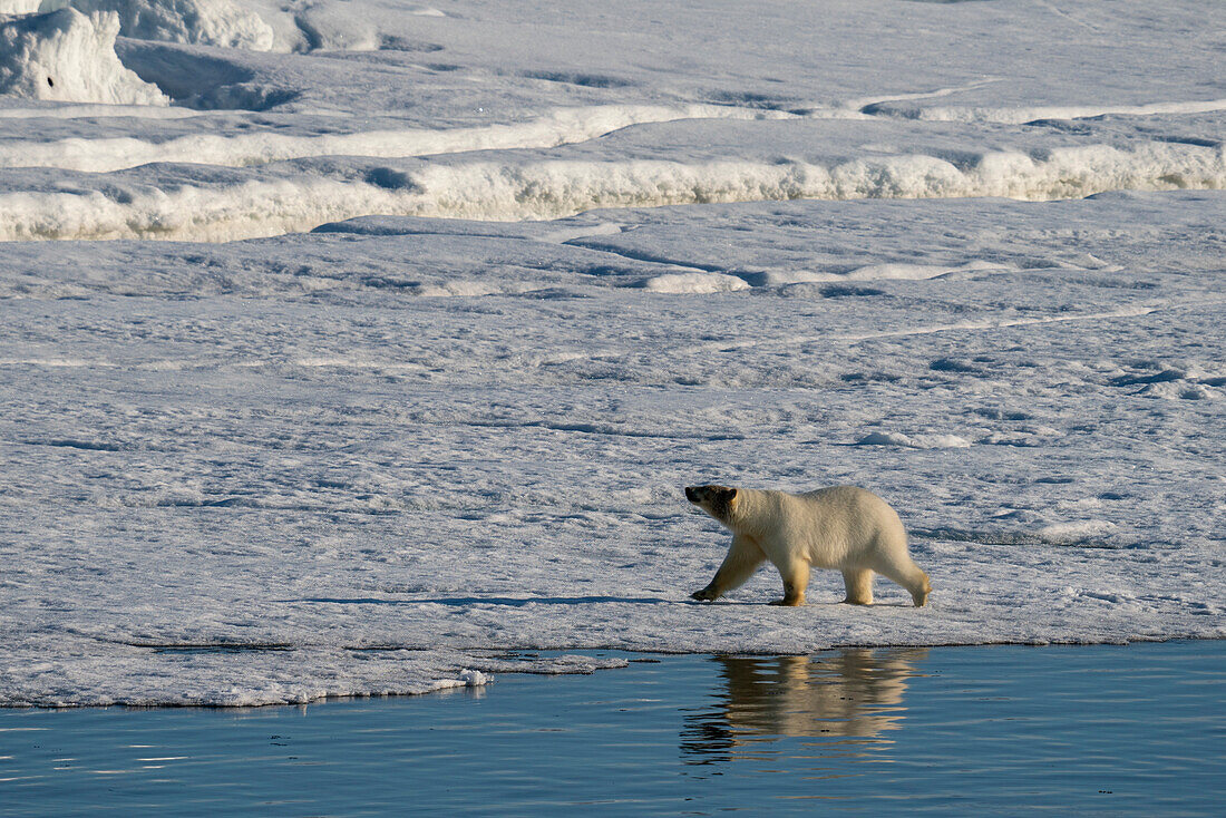 Eisbär (Ursus maritimus) beim Spaziergang auf dem Meereis, Wahlbergoya, Svalbard Islands, Norwegen.