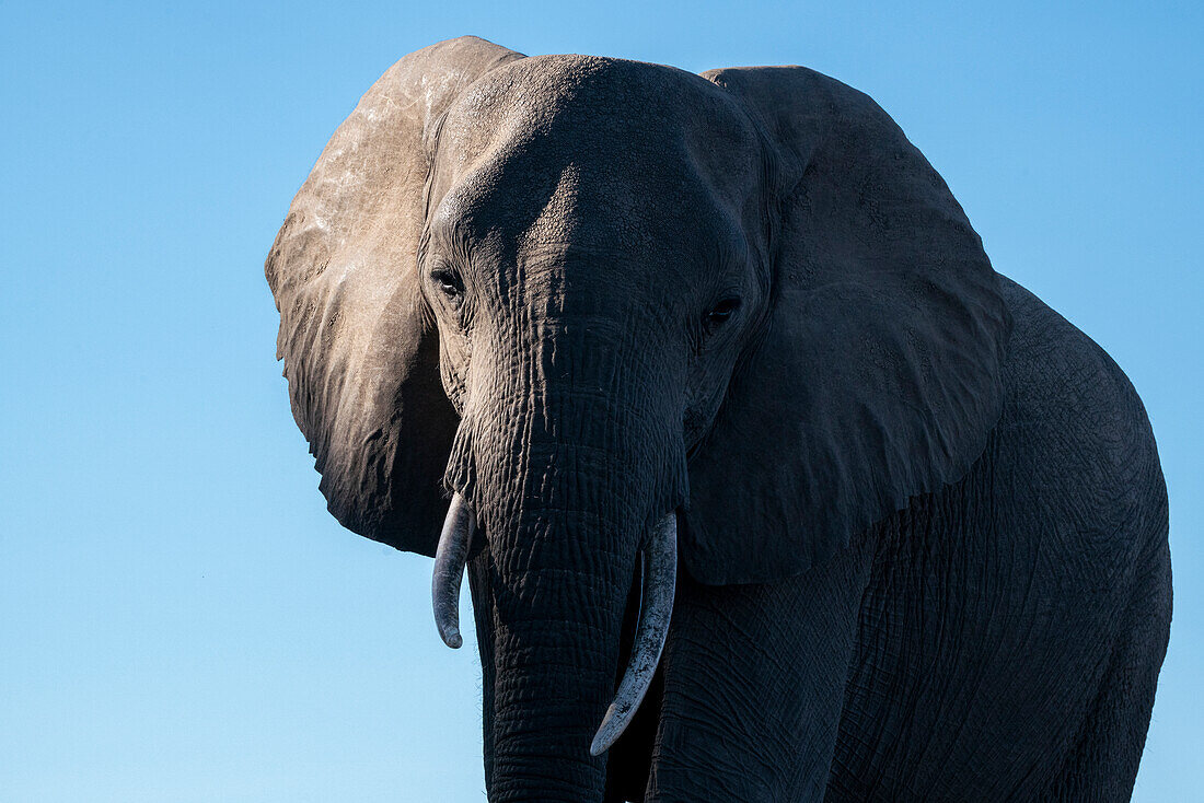 Nahaufnahme eines afrikanischen Elefanten (Loxodonta africana), Mashatu Game Reserve, Botswana.