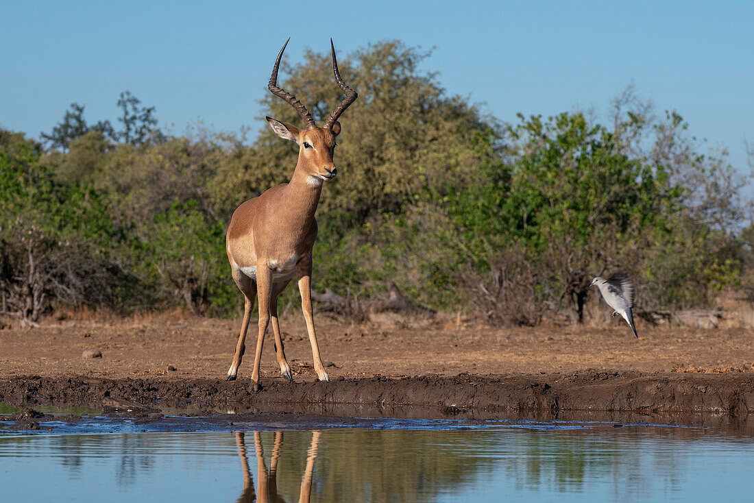 Mashatu-Wildreservat, Botswana.