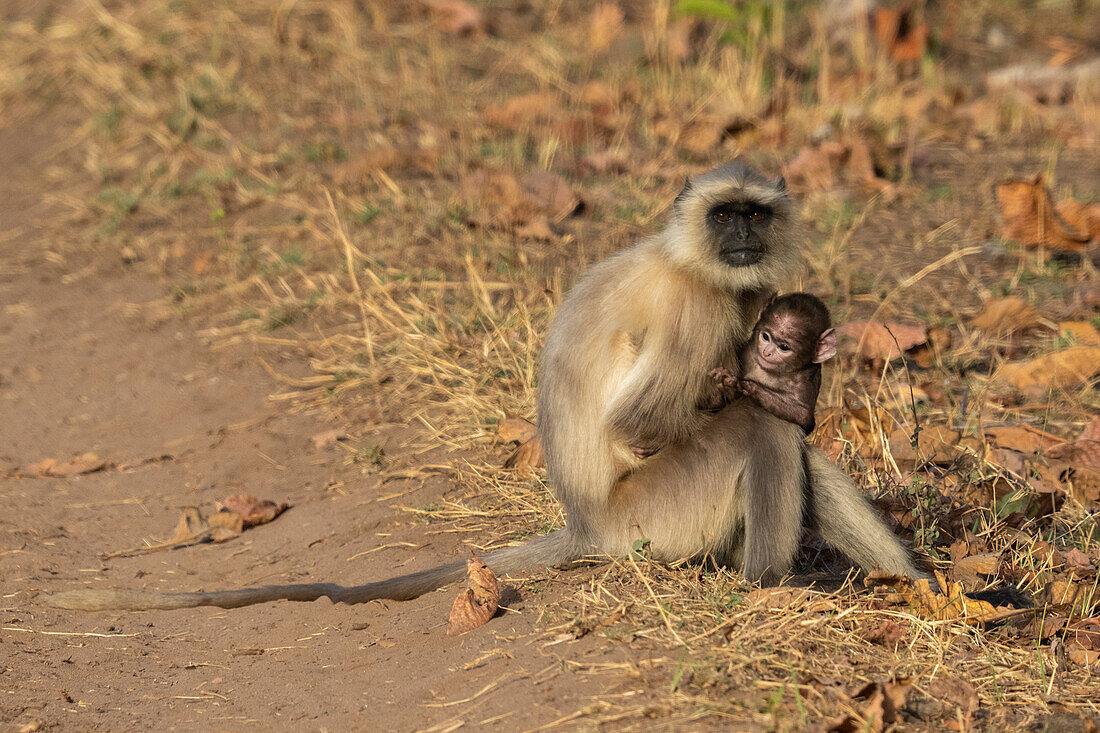 Common Langur (Semnopithecus Entellus),Bandhavgarh National Park,India.