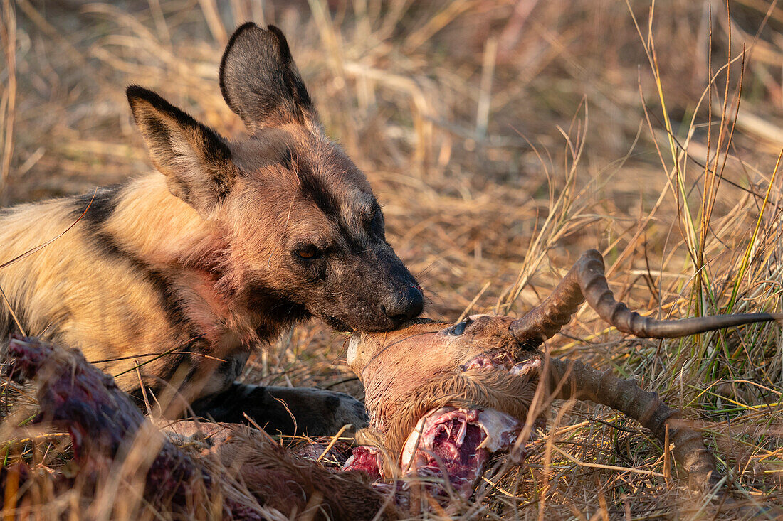 Afrikanischer Wildhund (Lycaon pictus) frisst ein Impala (Aepyceros melampus) im Okavango-Delta, Botswana.