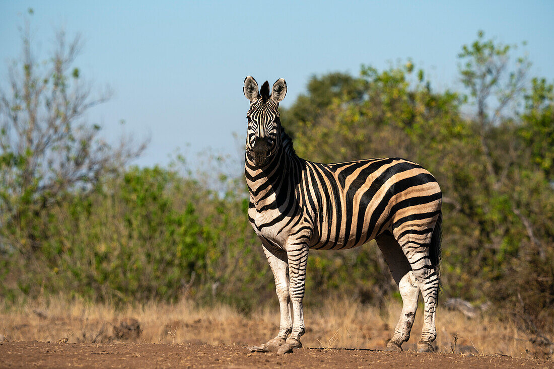 Steppenzebra (Equus quagga), Mashatu Game Reserve, Botswana.