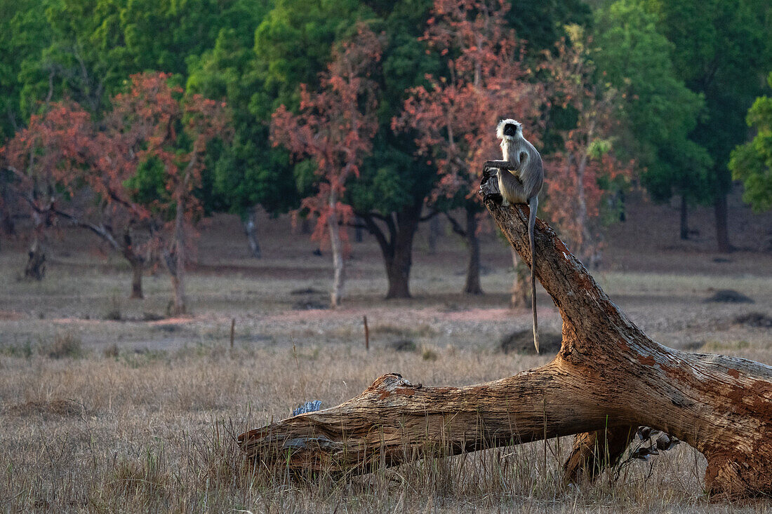 Common Langur (Semnopithecus Entellus),Bandhavgarh National Park,India.