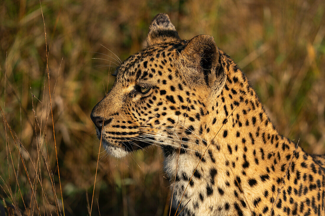 Leopard (Panthera pardus),Sabi Sands Game Reserve,South Africa.