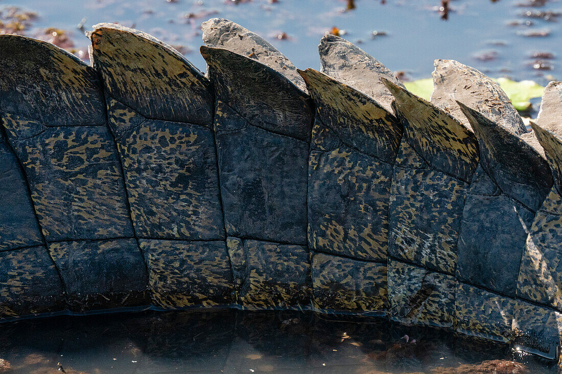 Detail eines Nilkrokodils (Crocodylus niloticus) im Chobe-Fluss, Chobe National Park, Botswana.