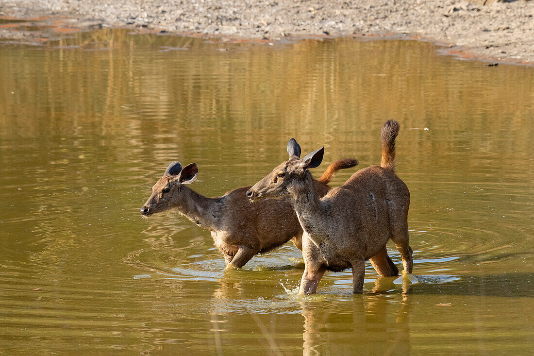 Bandhavgarh-Nationalpark, Indien.