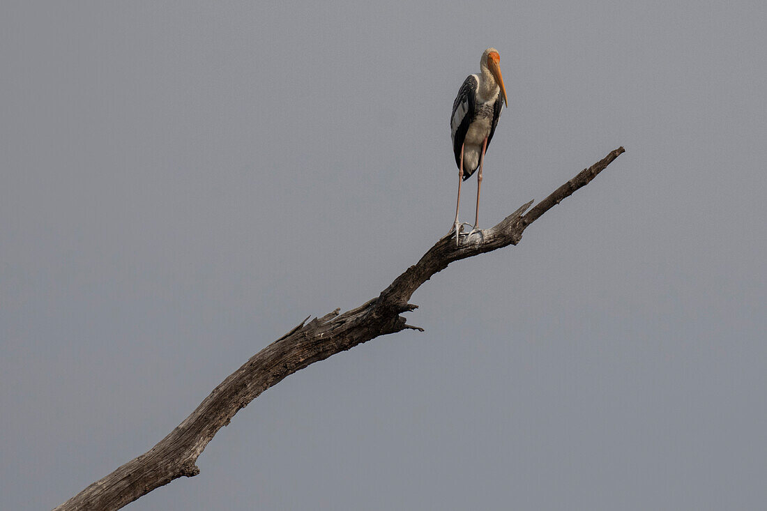 Gemalter Storch (Mycteria leucocephala), Bandhavgarh National Park, Indien.