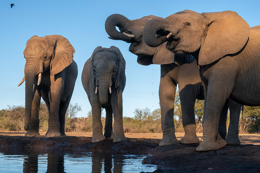 African elephants (Loxodonta africana) drinking at waterhole,Mashatu Game Reserve,Botswana.