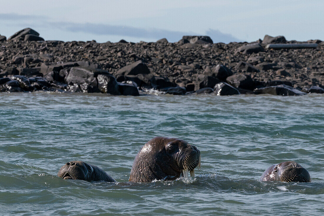 Walruses (Odobenus rosmarus),Edgeoya,Svalbard Islands,Norway.