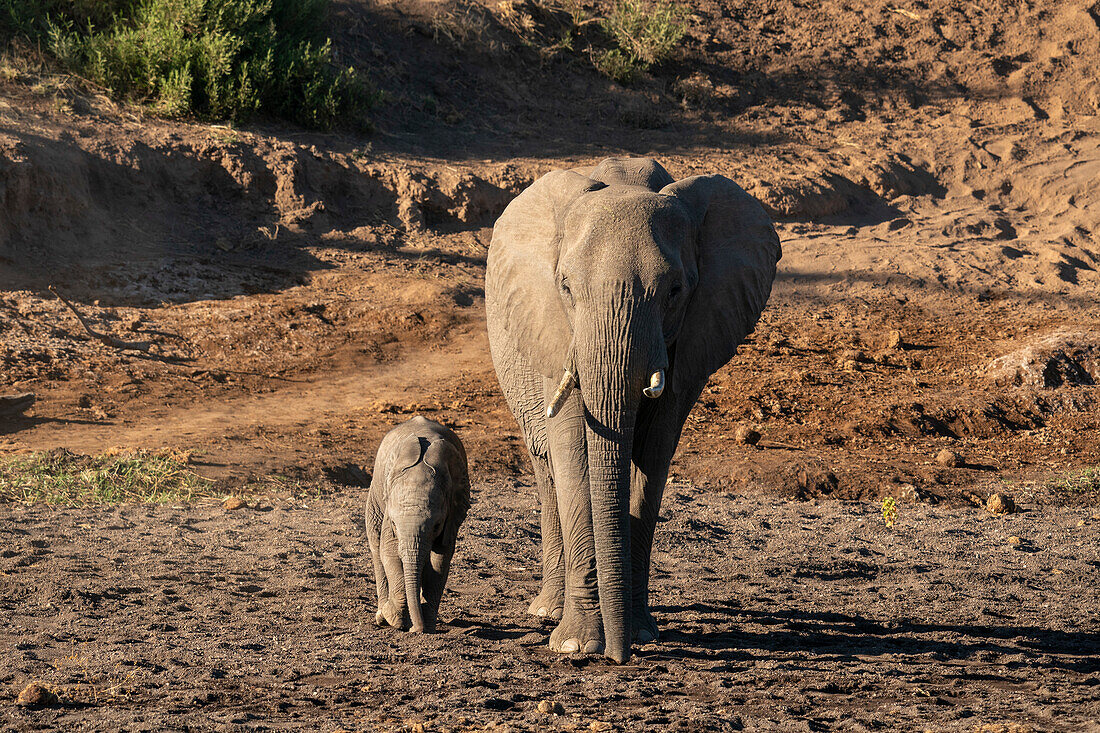 African elephant (Loxodonta africana) and calf,Mashatu Game Reserve,Botswana.