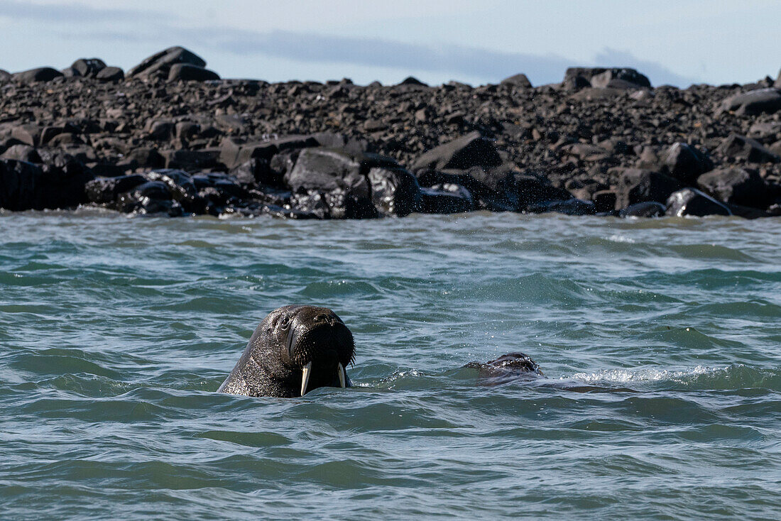 Walrosse (Odobenus rosmarus),Edgeoya,Svalbard-Inseln,Norwegen.