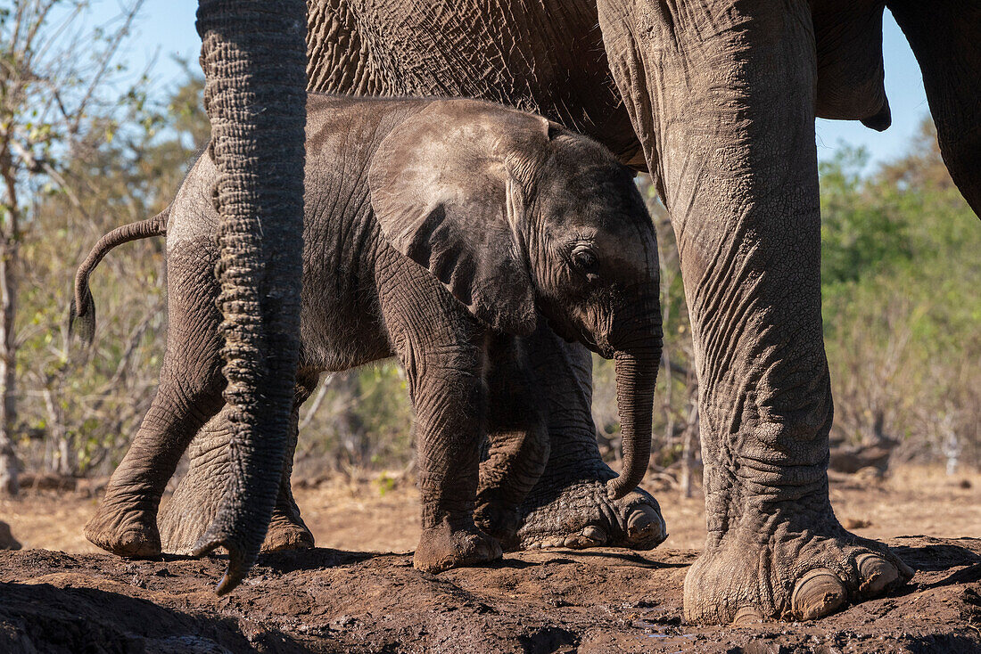 African elephant calf (Loxodonta africana) calves,Mashatu Game Reserve,Botswana.