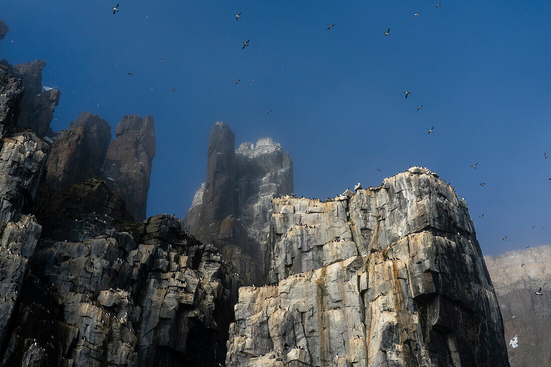 Bruennich's Guillemots (Uria lomvia), Alkefjellet, Spitzbergen, Svalbard Inseln, Norwegen.