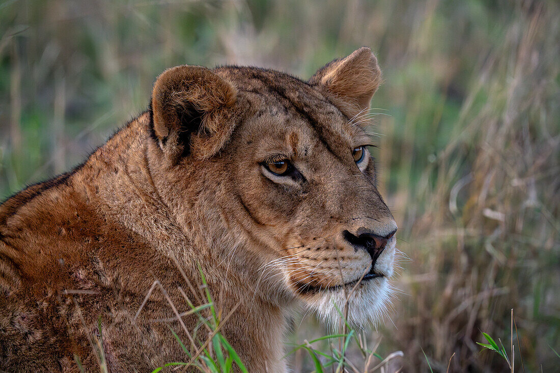 Löwin (Panthera leo), Sabi Sands Game Reserve, Südafrika.