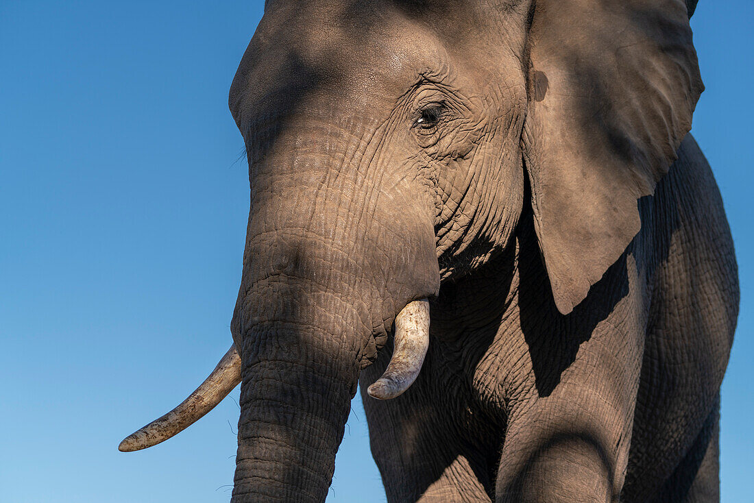 Close up portrait of an African elephant (Loxodonta africana),Mashatu Game Reserve,Botswana.