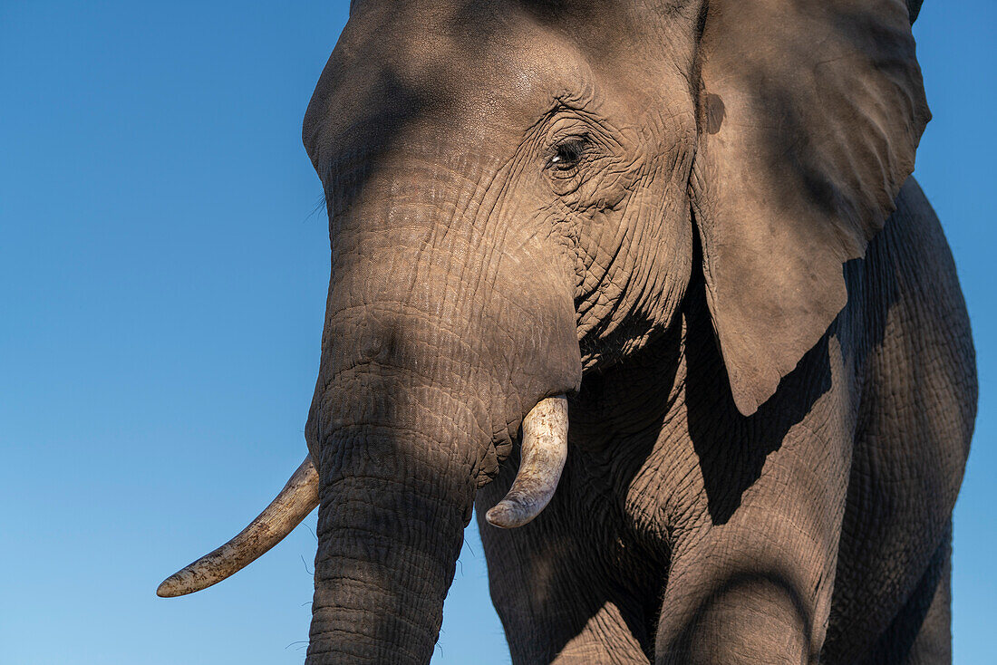Nahaufnahme eines afrikanischen Elefanten (Loxodonta africana), Mashatu Game Reserve, Botswana.