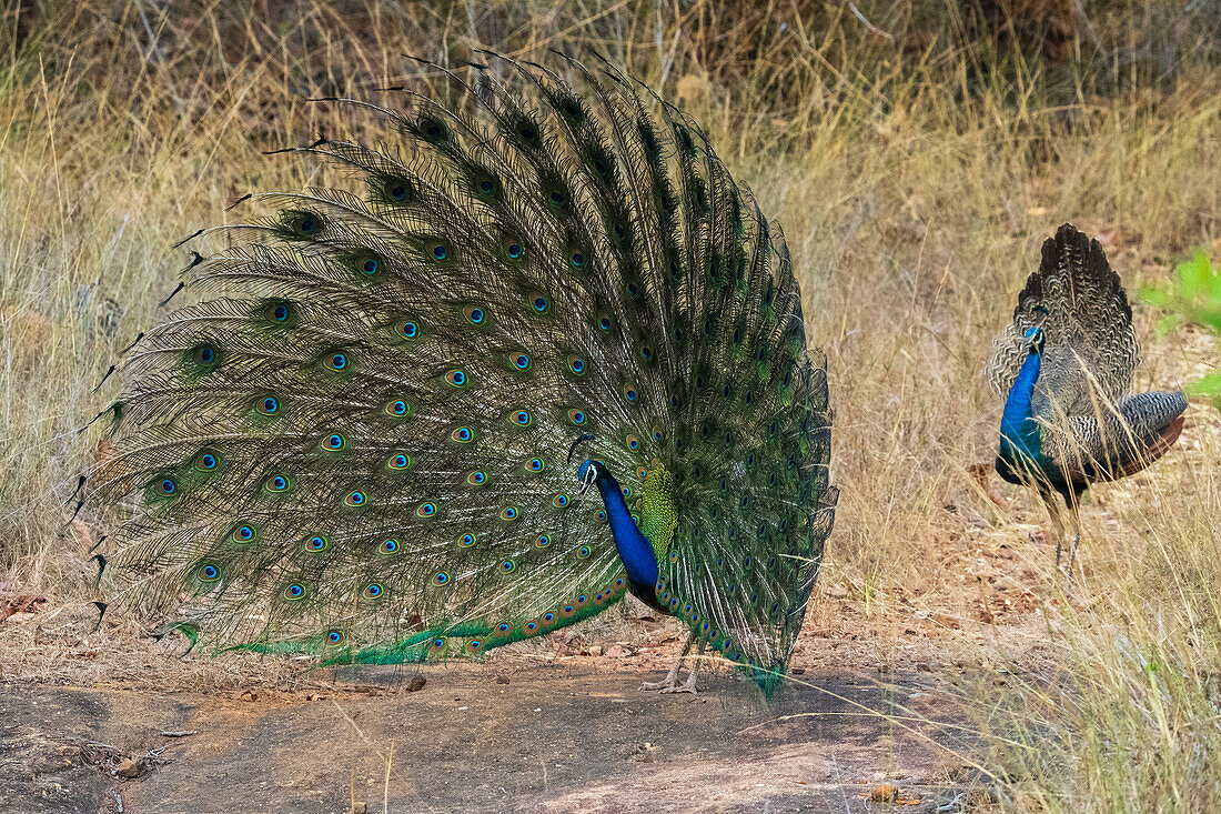 Indischer Pfau (Pavo cristatus) bei der Zurschaustellung, Bandhavgarh National Park, Indien.