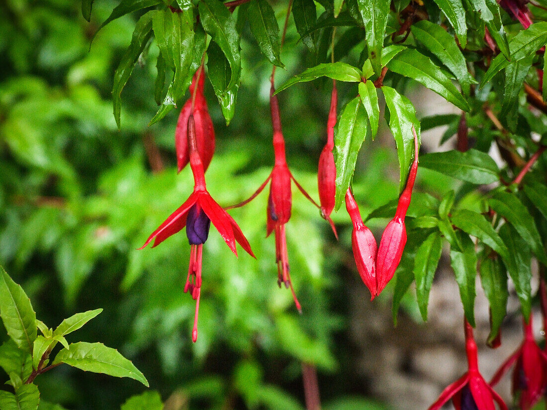 Fuchsia megellanica, die Kolibri-Fuchsie oder Hardy Fuchsia, in Blüte im Quitralco Esturary in Chile.