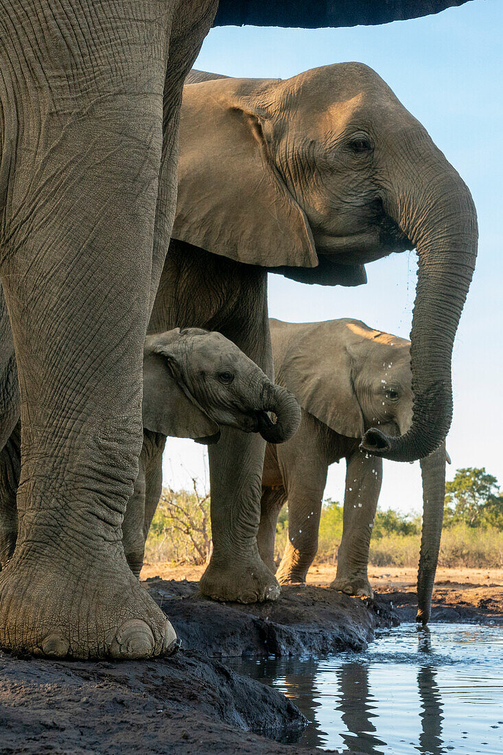 African elephants (Loxodonta africana) drinking at waterhole,Mashatu Game Reserve,Botswana.