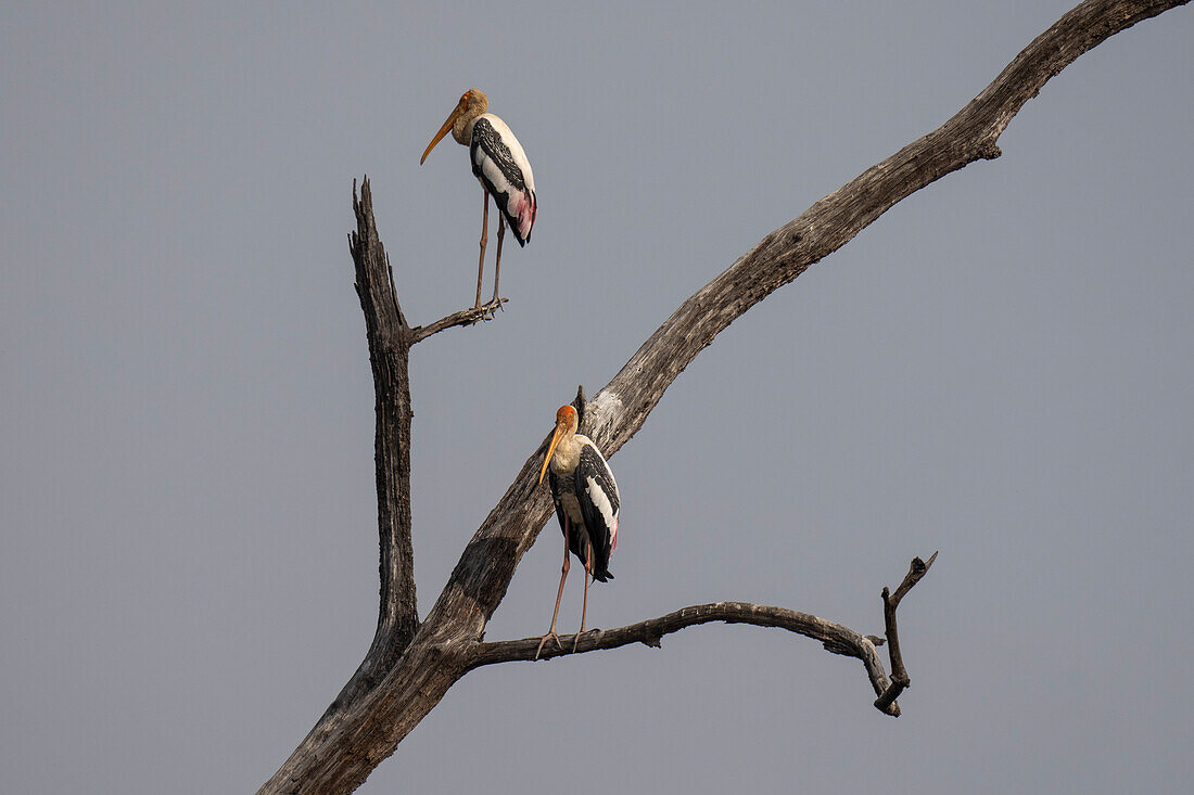 Buntstorch (Mycteria leucocephala), Bandhavgarh National Park, Indien.