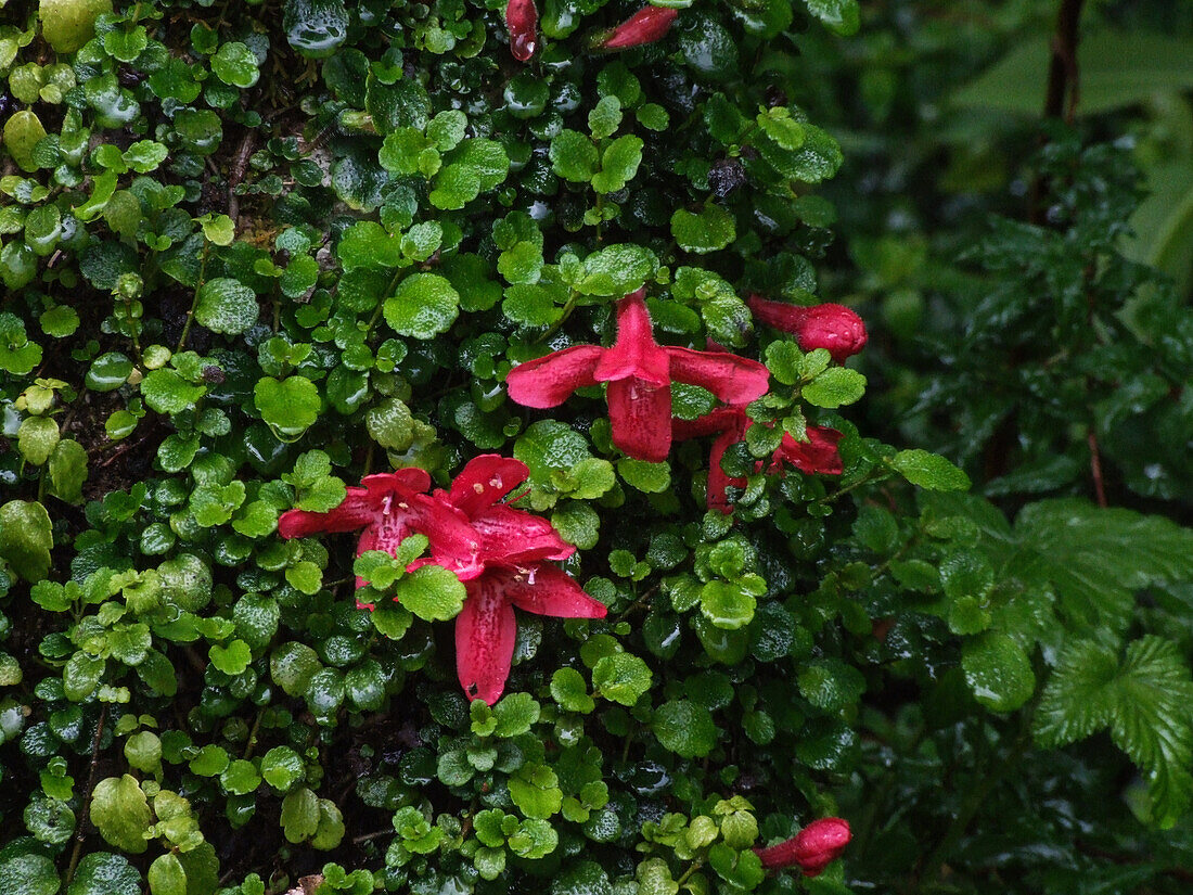 Blühende Asteranthera ovata am Stamm eines Baumes in der Quitralco-Mündung in Chile.