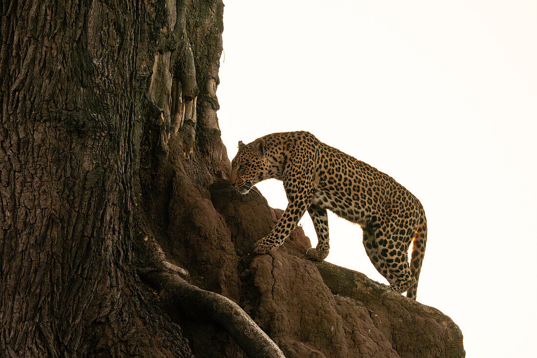 Leopard (Panthera pardus) auf einem Baum, Mashatu Game Reserve, Botswana.