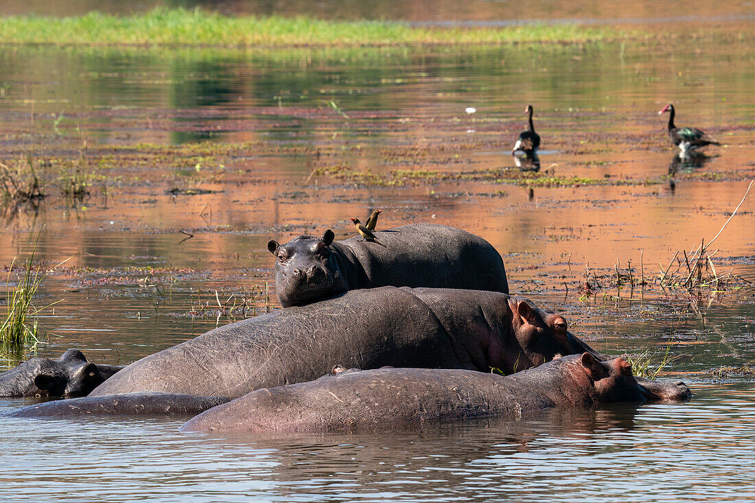 Hippopotamuses (Hippopotamus amphibius) in the river Chobe,Chobe National Park,Botswana.