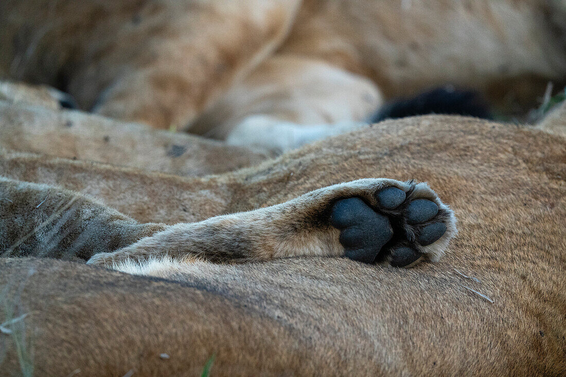 Detail einer Löwentatze (Panthera leo), Sabi Sands Game Reserve, Südafrika.