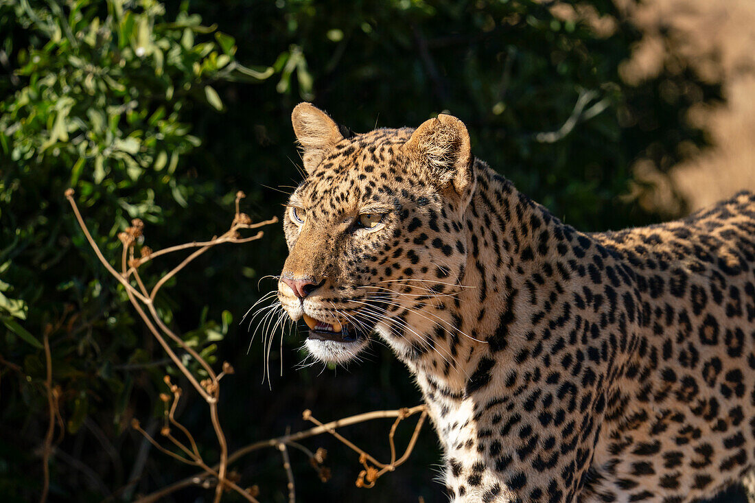 Leopard (Panthera pardus), Mashatu Game Reserve, Botswana.