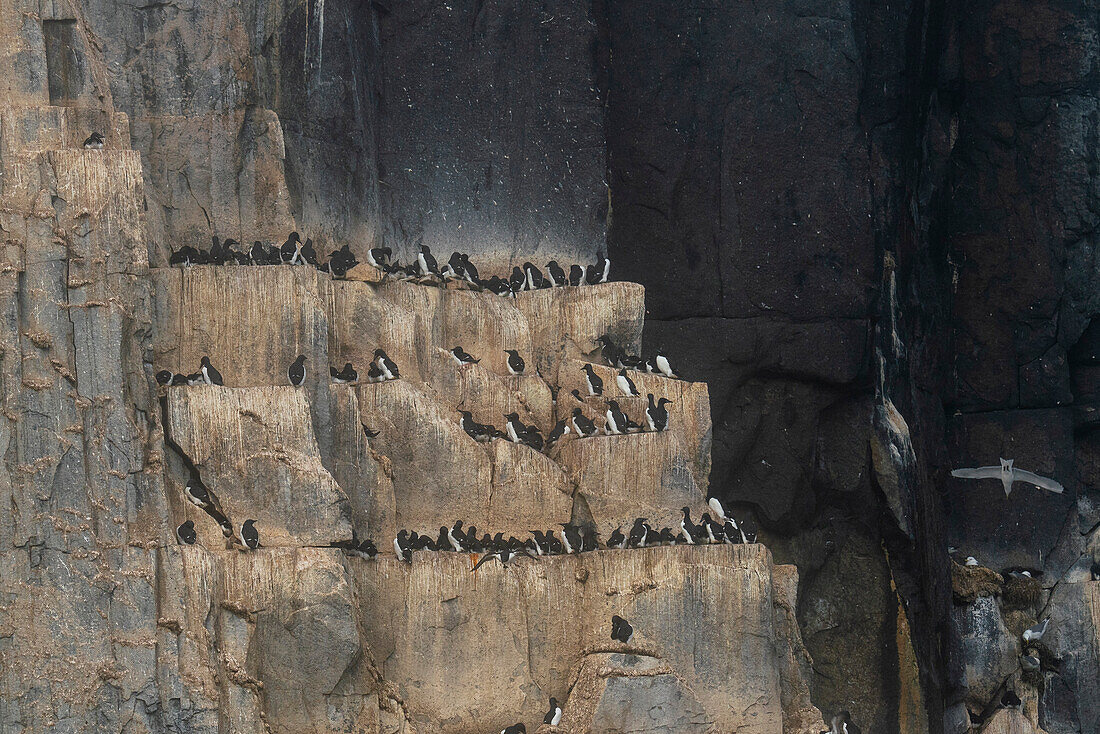 Bruennich's Guillemots (Uria lomvia),Alkefjellet,Spitsbergen,Svalbard Islands,Norway.