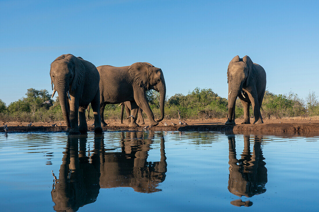 African elephants (Loxodonta africana) drinking at waterhole,Mashatu Game Reserve,Botswana.