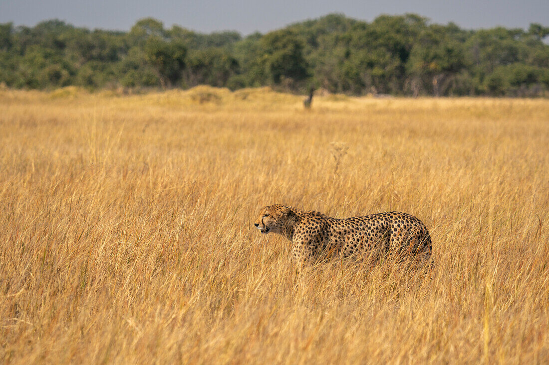 Gepard (Acinonyx jubatus) beim Spaziergang in der Savanne, Okavango Delta, Botswana.
