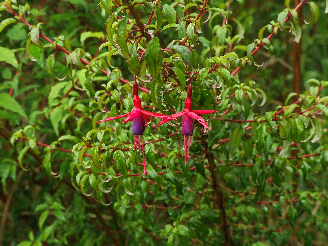 Fuchsia megellanica,the Hummingbird Fuchsia or Hardy Fuchsia,in flower in the Quitralco Esturary in Chile.