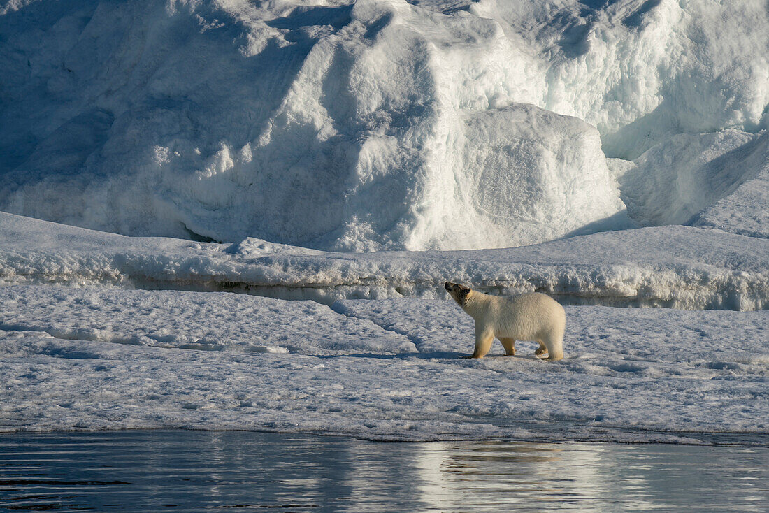 Polar bear (Ursus maritimus) walking on snow,Wahlbergoya,Svalbard Islands,Norway.