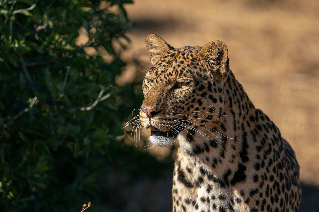 Leopard (Panthera pardus), Mashatu Game Reserve, Botswana.