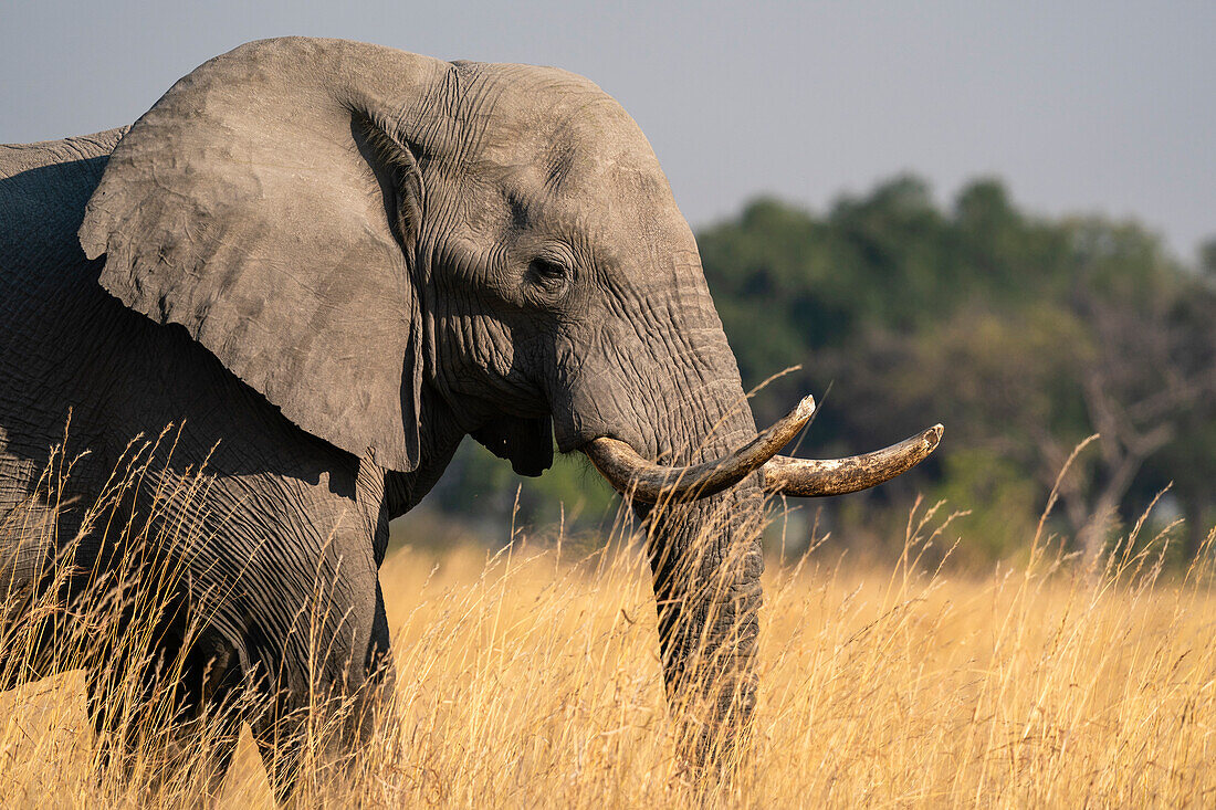 African elephant (Loxodonta africana),Okavango Delta,Botswana.