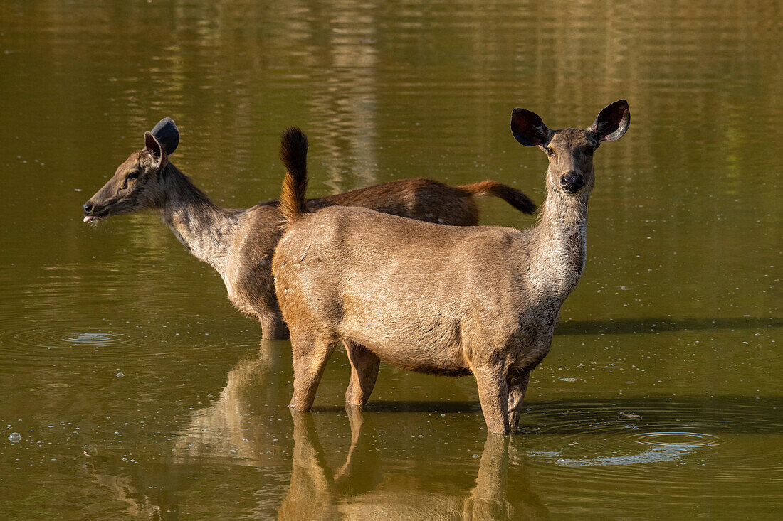 Bandhavgarh-Nationalpark, Indien.