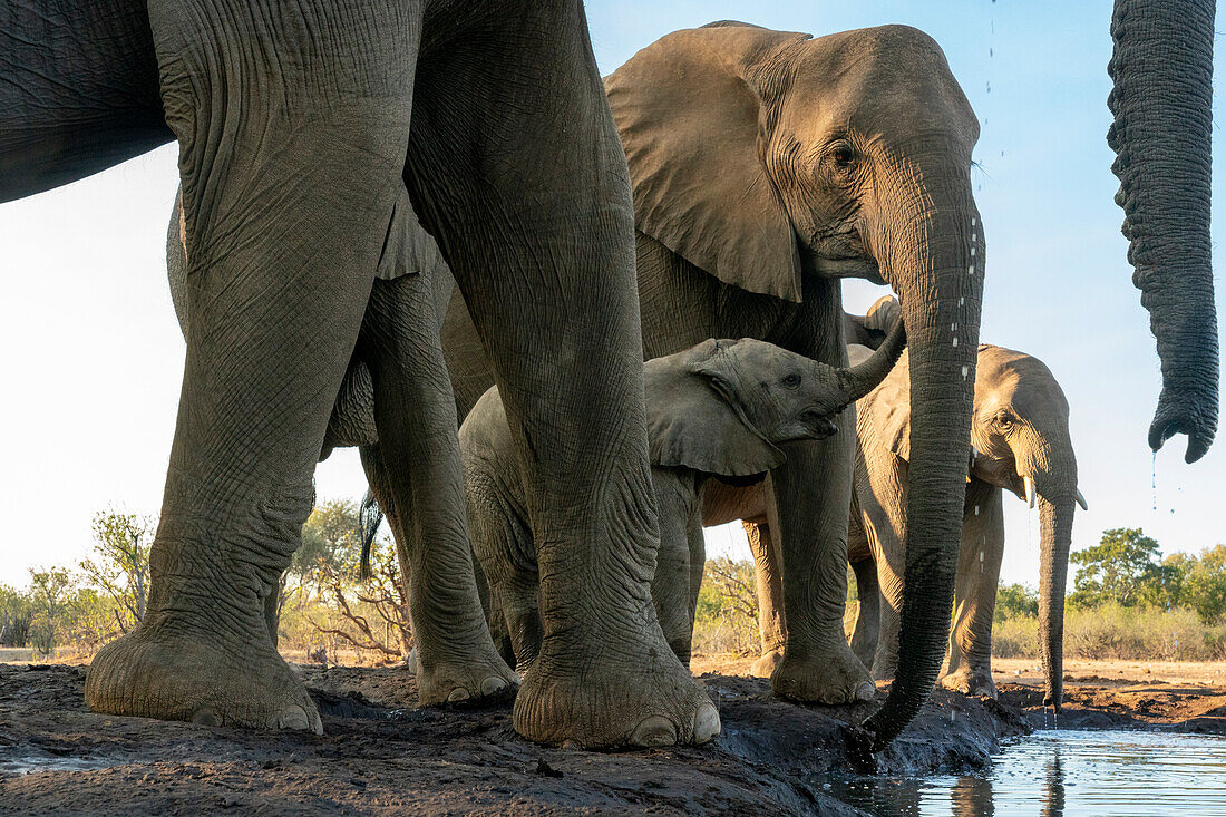 Afrikanische Elefanten (Loxodonta africana) beim Trinken am Wasserloch, Mashatu Game Reserve, Botswana.