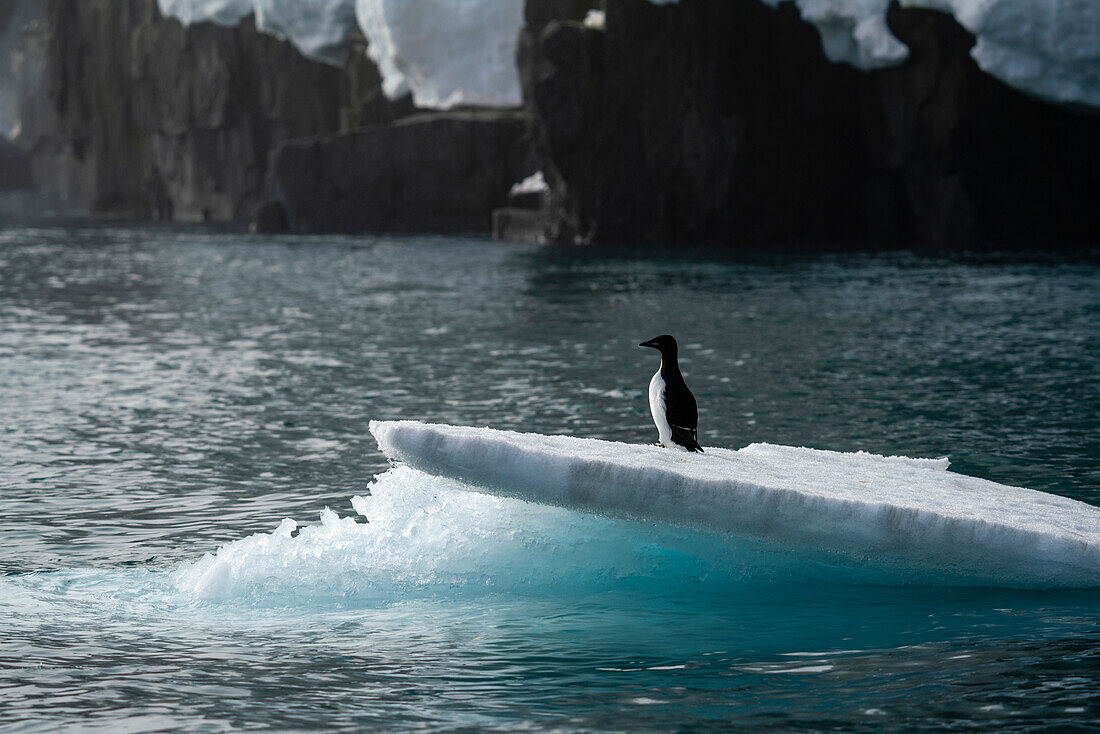 Bruennich's Guillemot (Uria lomvia),Alkefjellet,Spitsbergen,Svalbard Islands,Norway.