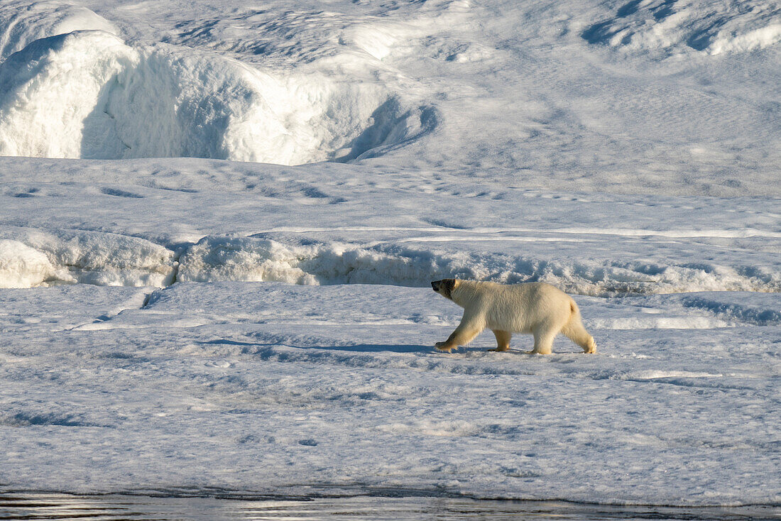 Eisbär (Ursus maritimus) im Schnee, Wahlbergoya, Svalbard-Inseln, Norwegen.