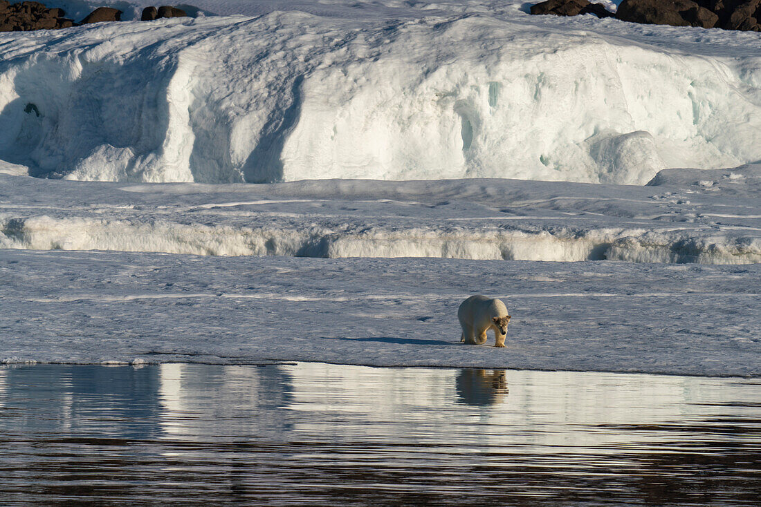 Eisbär (Ursus maritimus) auf dem Meereis, Wahlbergoya, Svalbard-Inseln, Norwegen.