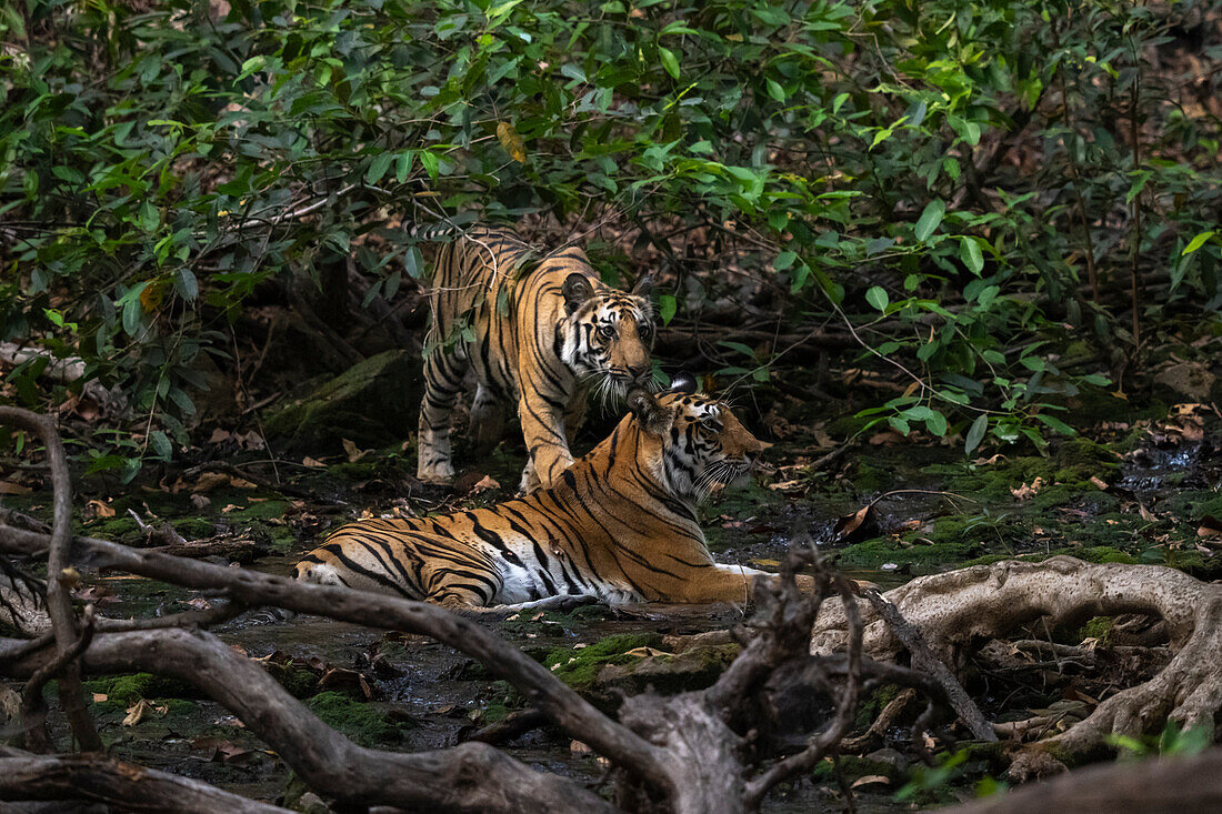 Bengal tiger (Panthera Tigris),Bandhavgarh National Park,India.