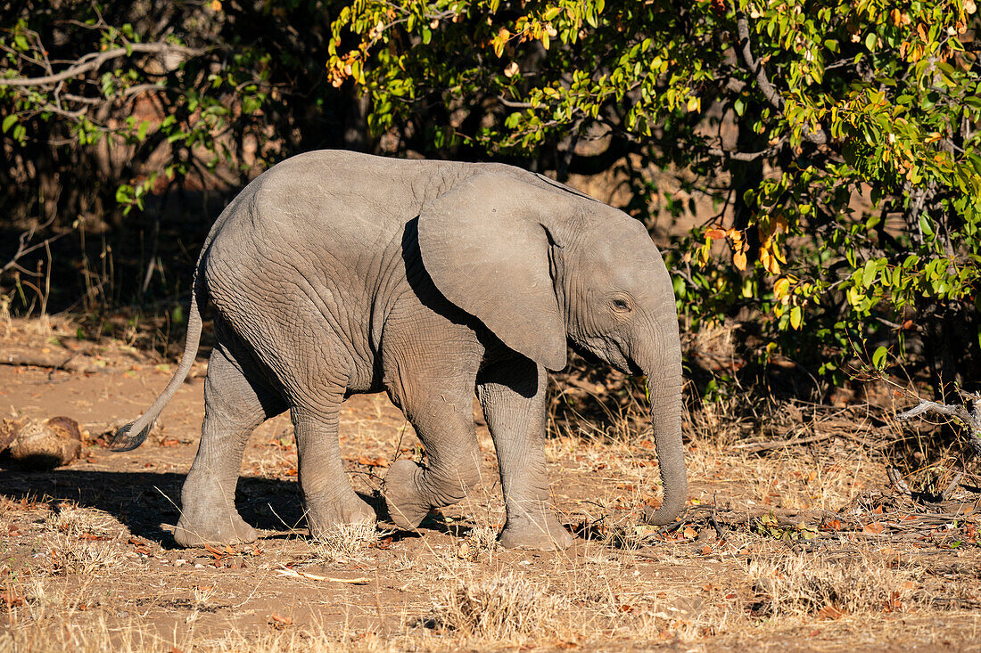 Afrikanischer Elefant (Loxodonta africana), Mashatu-Wildreservat, Botsuana.