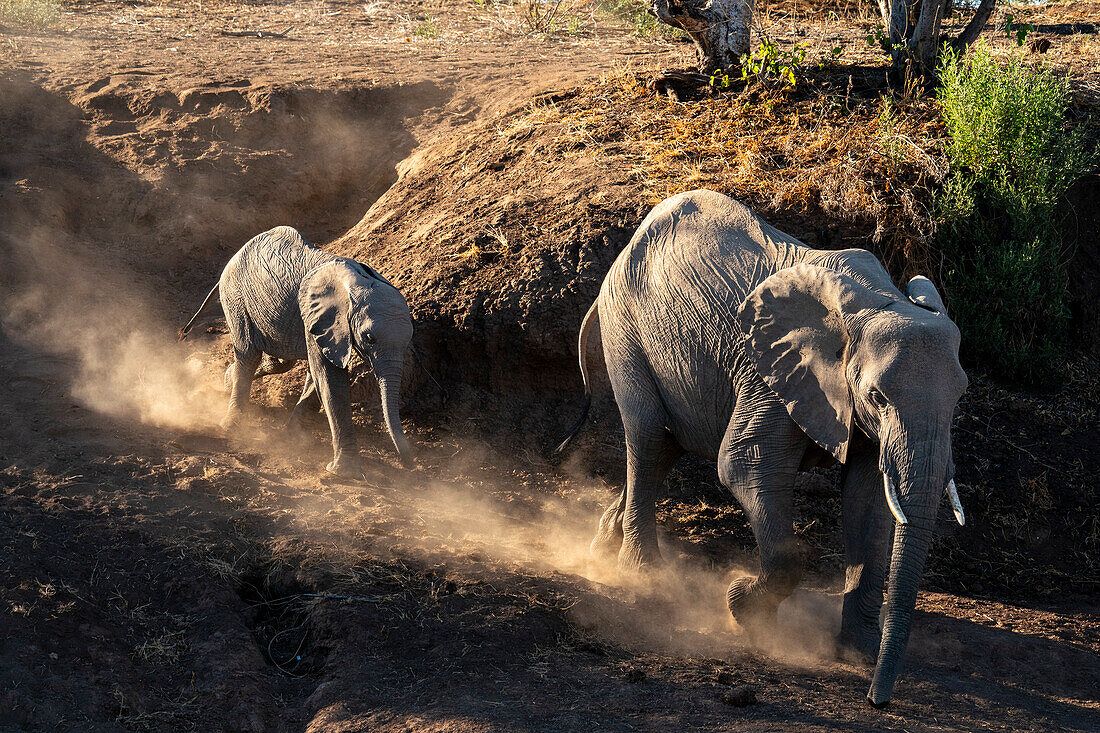 Afrikanischer Elefant (Loxodonta africana) und Kalb, Mashatu Game Reserve, Botsuana.