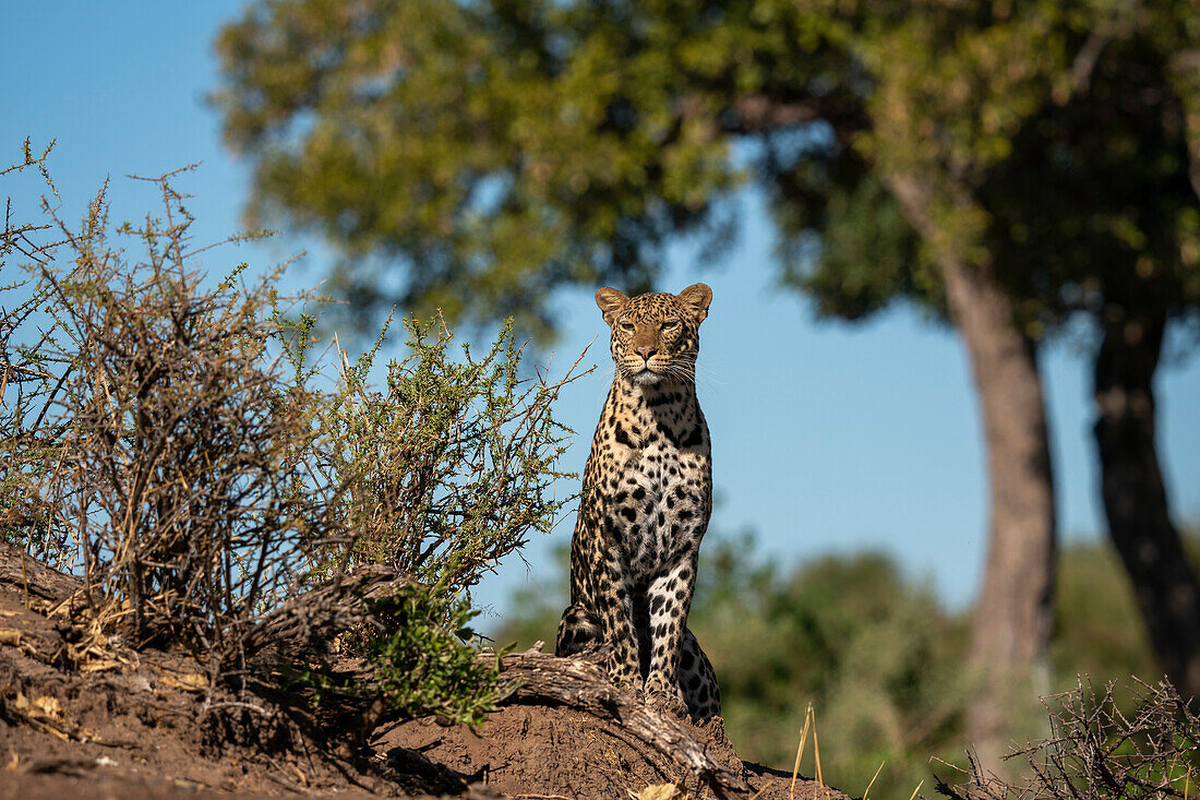 Leopard (Panthera pardus),Mashatu Game Reserve,Botswana.