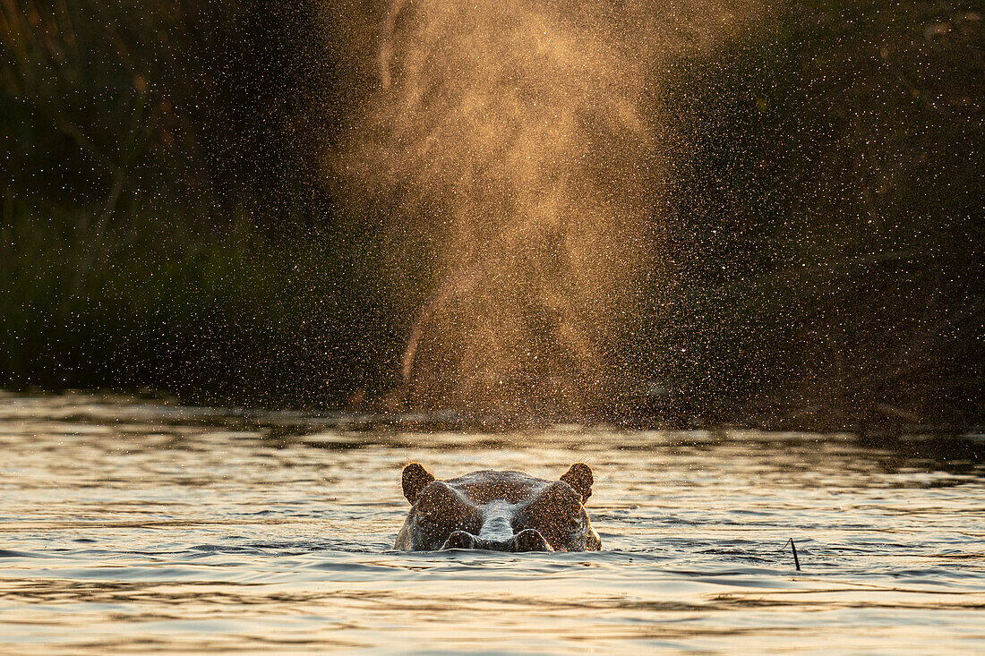 Hippopotamus (Hippopotamus amphibius),Okavango Delta,Botswana.